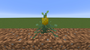 Pineapple Plant