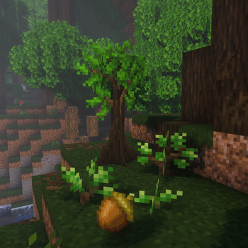 Dark Oak Acorn + Saplings