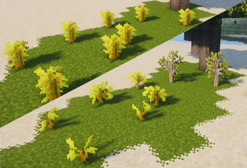 Acacia Saplings Before/After