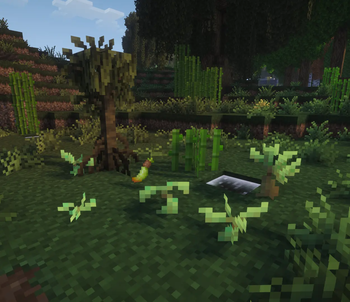 Mangrove Propagule + Saplings