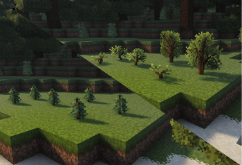 Spruce Saplings Before/After