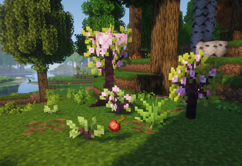 Cherry Seed + Saplings
