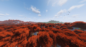 Birch Forest