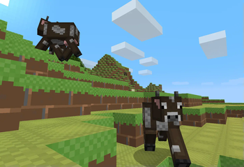 Cows