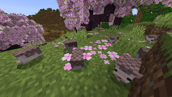 Hedgehogs in the wild