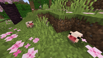 Teacup Pigs in the wild