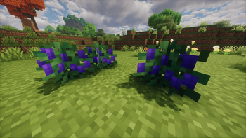 Grape Bushes
