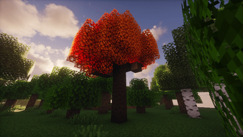 Cinnamon Tree