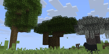 Comparison of Oaks