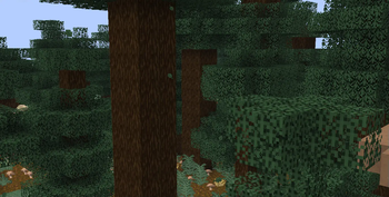 The Woods