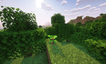 Oak