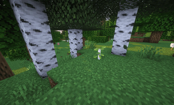 Birch