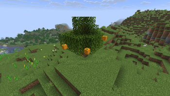 New Orange Tree