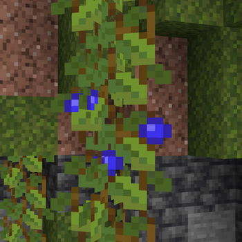 Blueberries on the vine