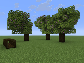 Azalea Trees