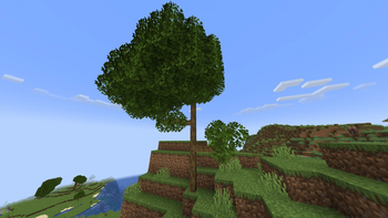 Thin Large Oak Tree