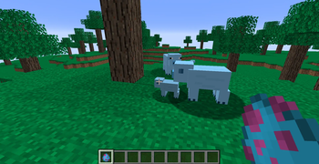 magic pig