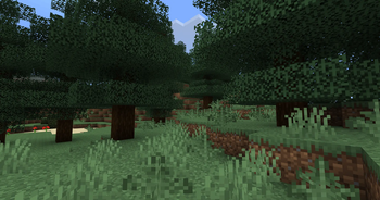Pine Forest