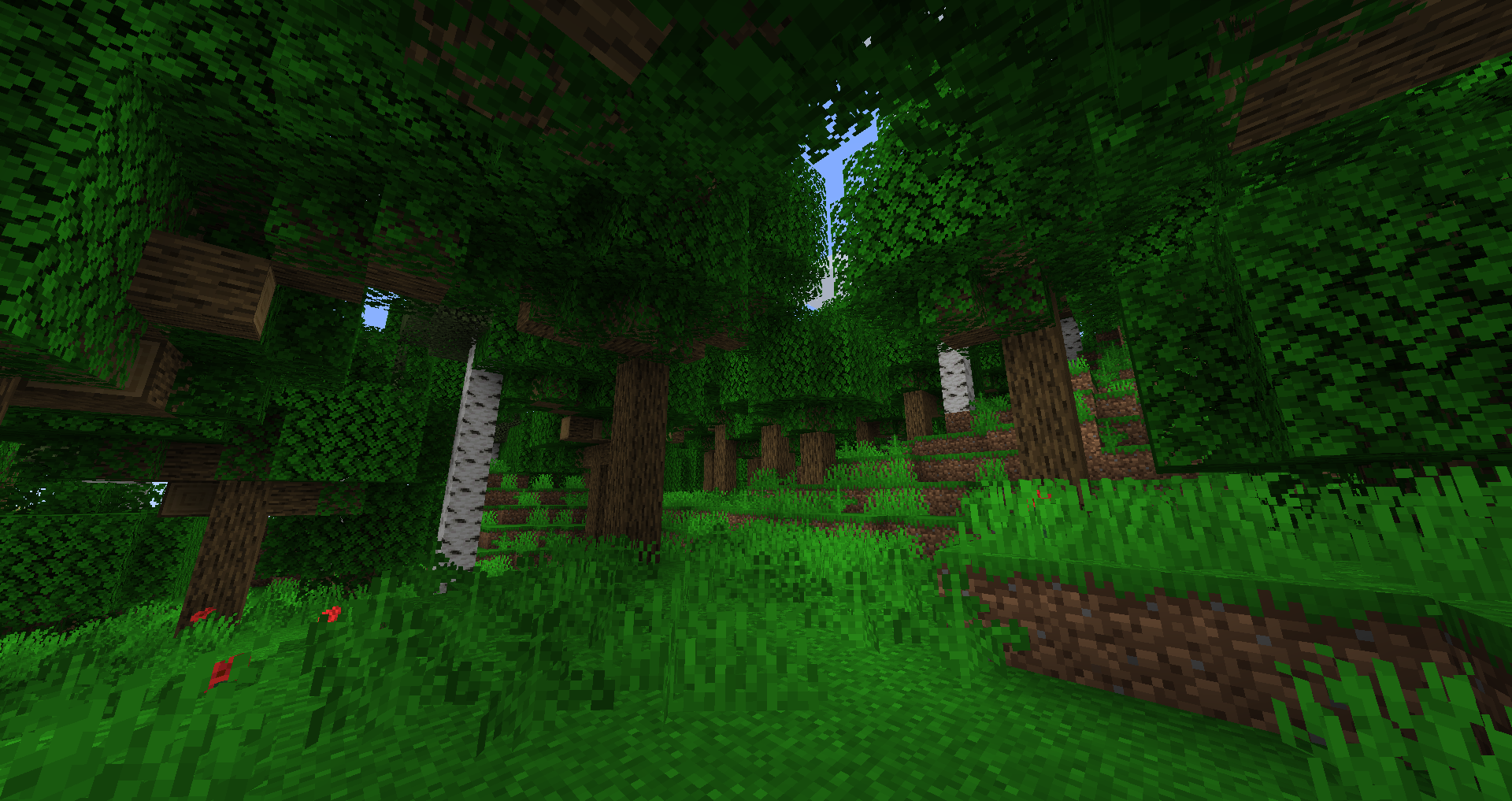 Lush Forest