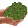 Handfull of Moss
