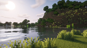 Shaded forest