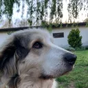 whynotdogie1