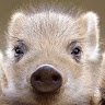 Modrinth profile picture for @boar