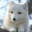 SnowFox114