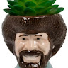 Casual_Plant