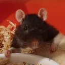 JestemLag
