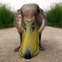 kwak0