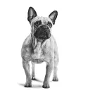frenchbulldog23