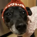 Warm_Wooly