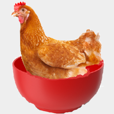 bolcotcot