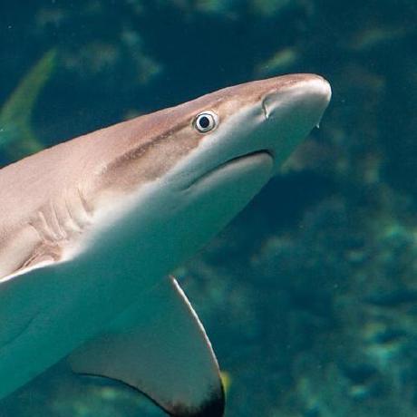 sharkyblacktip