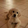 Mokyy