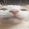 Catspindev01