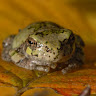 Oravae