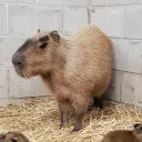 mad_capybara
