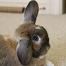 WhatABlueEyedBunny