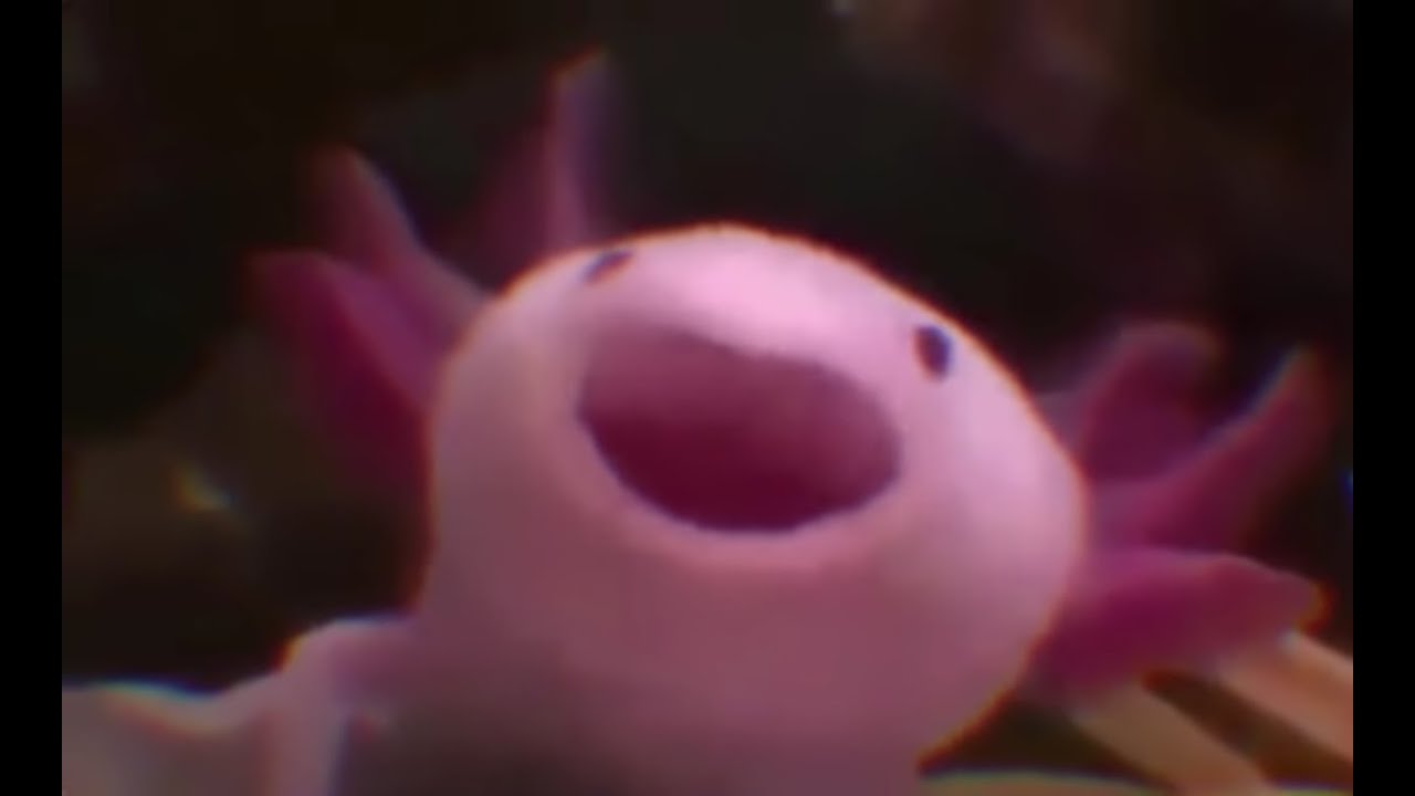 Axolotl1
