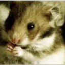 ArtificialHamster