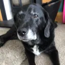 neodonkeyface