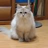 Pikamochzo