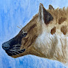 doctorhyena3