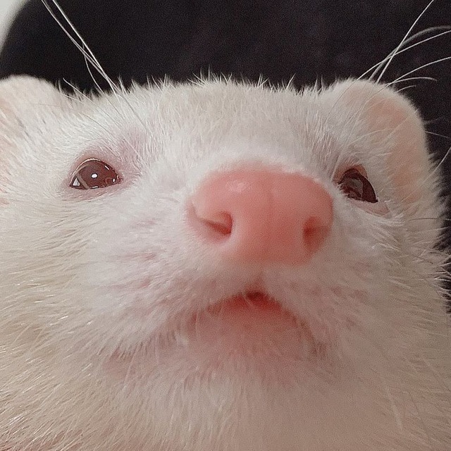 Modrinth profile picture for @ferret