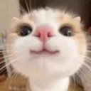 milan_thedev