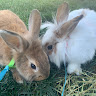 bunnytoto20