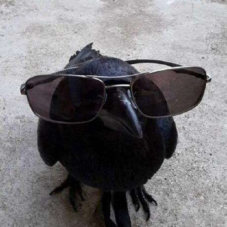 DodoPredo
