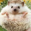 spikydahedgehog